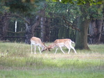 FZ019632 Fallow deer (Dama dama) locking antlers.jpg